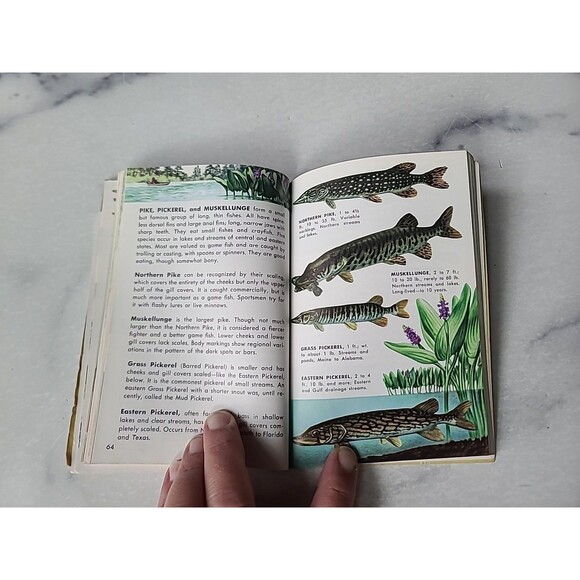 A Golden Guide Fishes Paperback - Picture 6 of 10